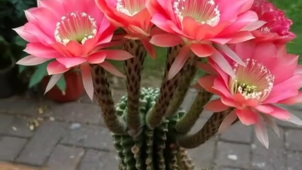 "The Rare Night-Blooming Cactus: A Time-Lapse Spectacle"