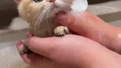 Give the kitten a bath