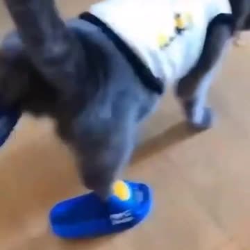 Funny animal videos#shorts#youtube