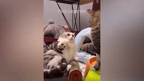 Funny dog and cat