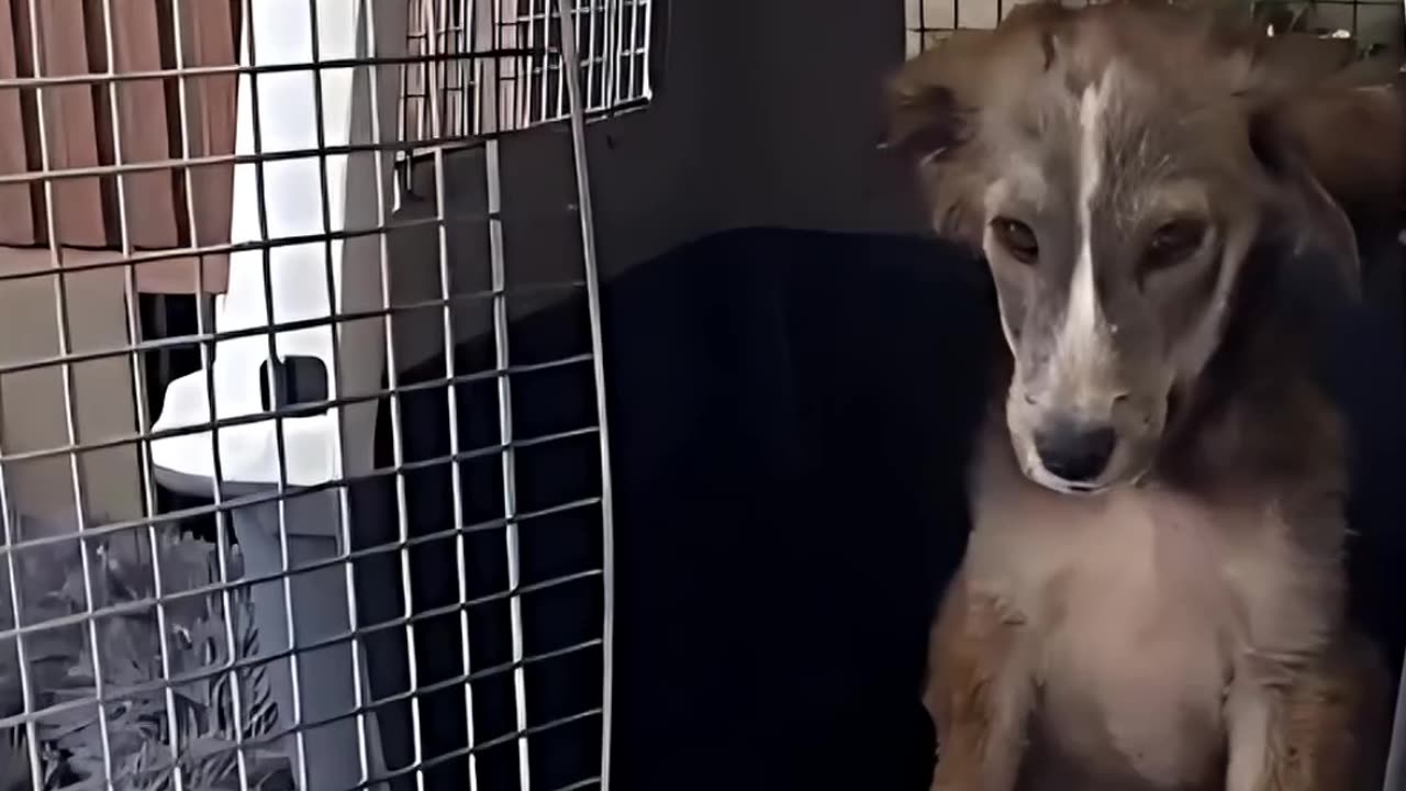 From Fear to Love: Rescuing a Stray Puppy’s Broken Heart 🐶❤️Saving Stray dog from the streets