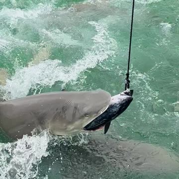 Sharks Fishing