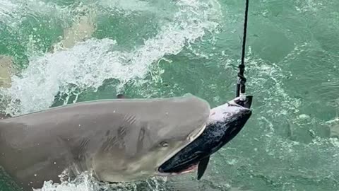 Sharks Fishing