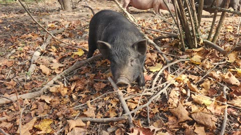 American Guinea Hog