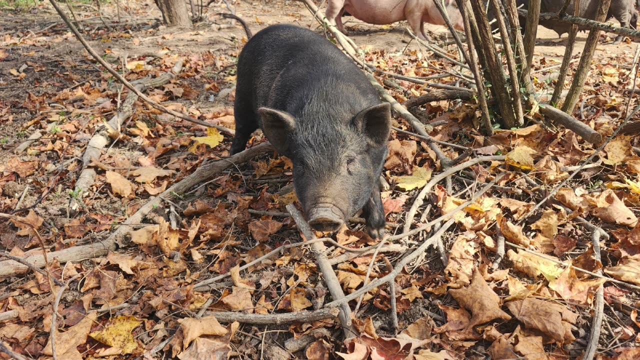 American Guinea Hog