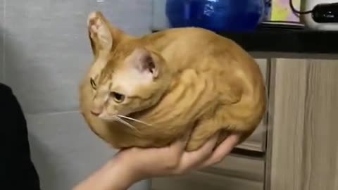 it's dangerous to go alone, take this
