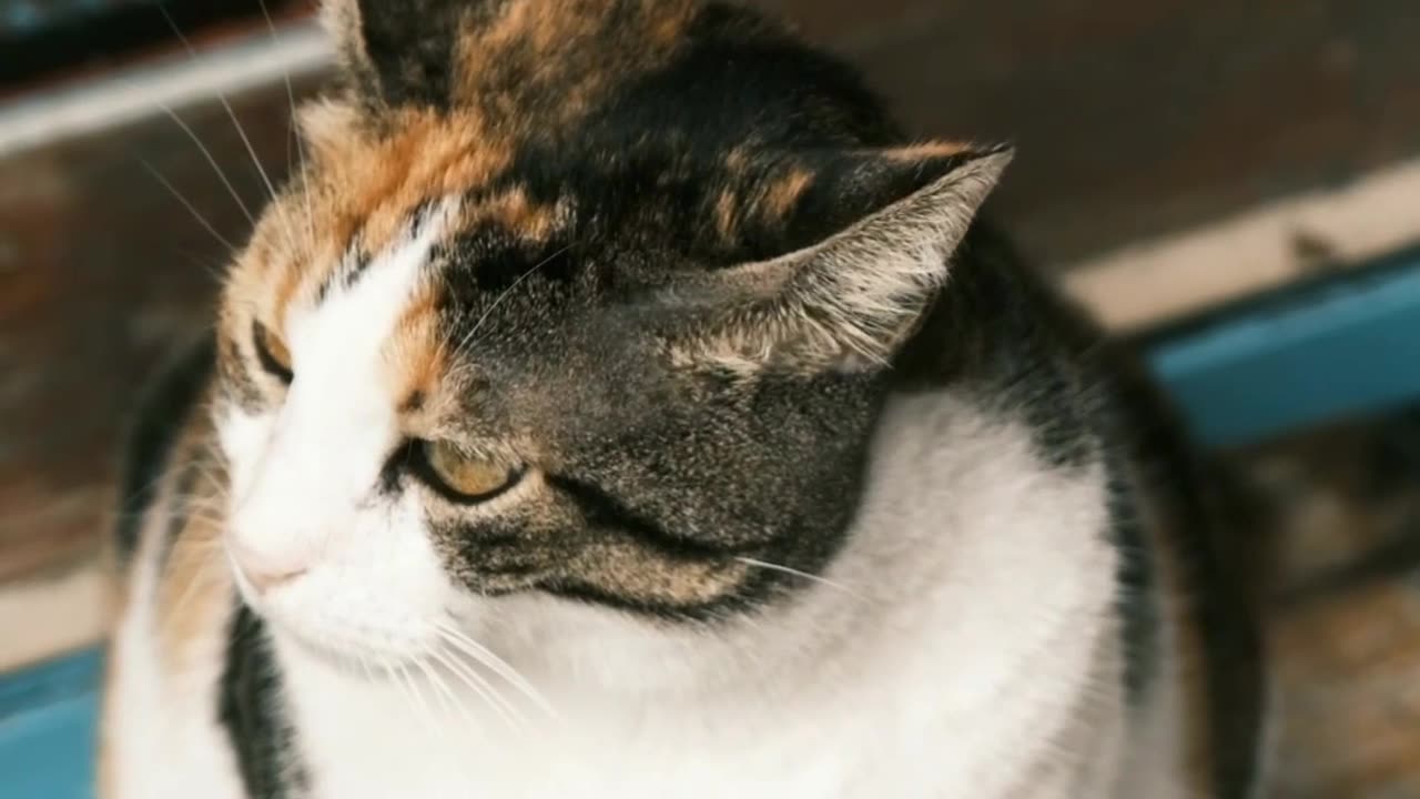Cat 😺 #cat
