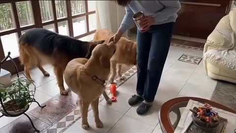 Dogs