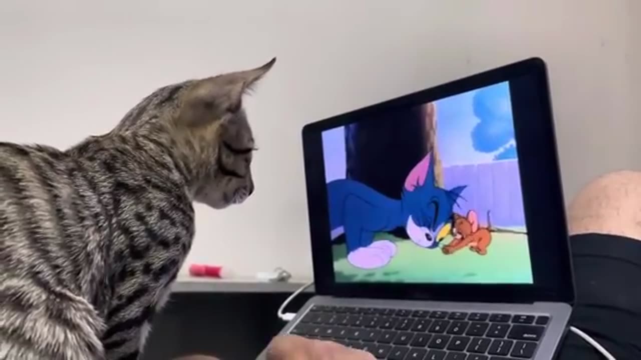 Cat reaction