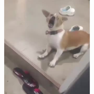 Unbelievable Animal Moments!