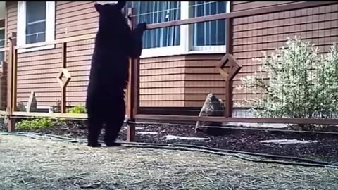 Animals and Sound effects