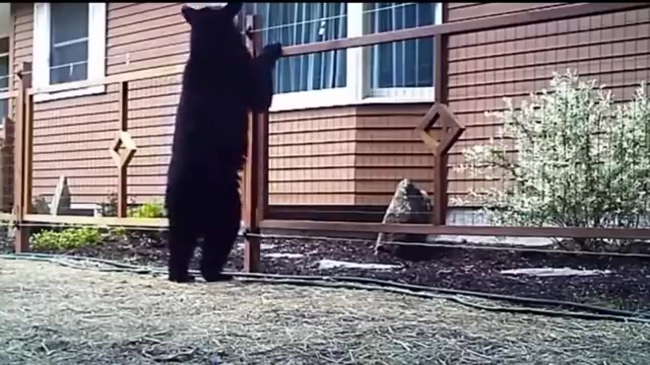 Animals and Sound effects