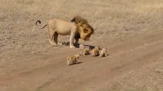 Mother Lion & Kids