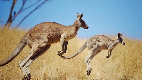 Kangaroos Australia's Hopping Marvels