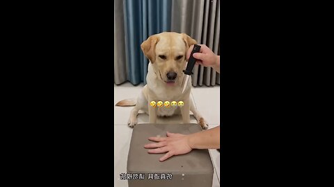 Funny Dogs video😂