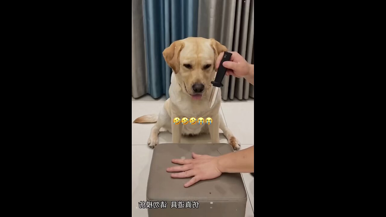 Funny Dogs video😂