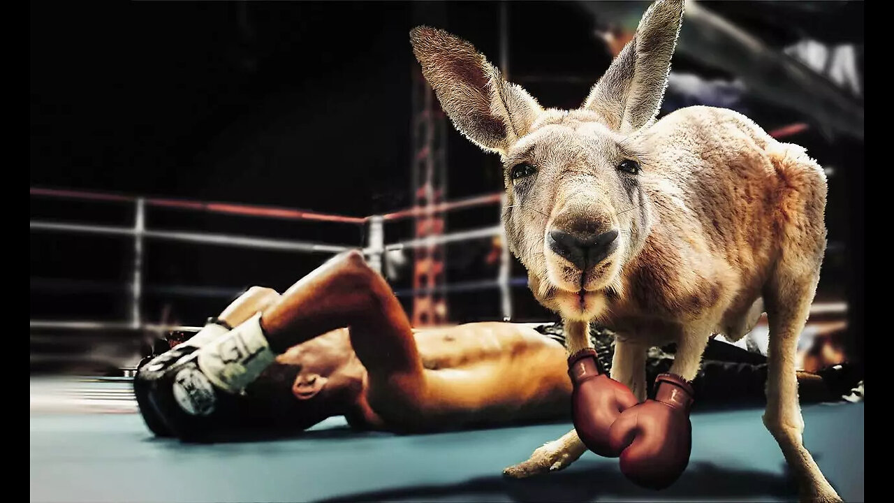 Could You Outbox a Kangaroo ? The Results Are In !