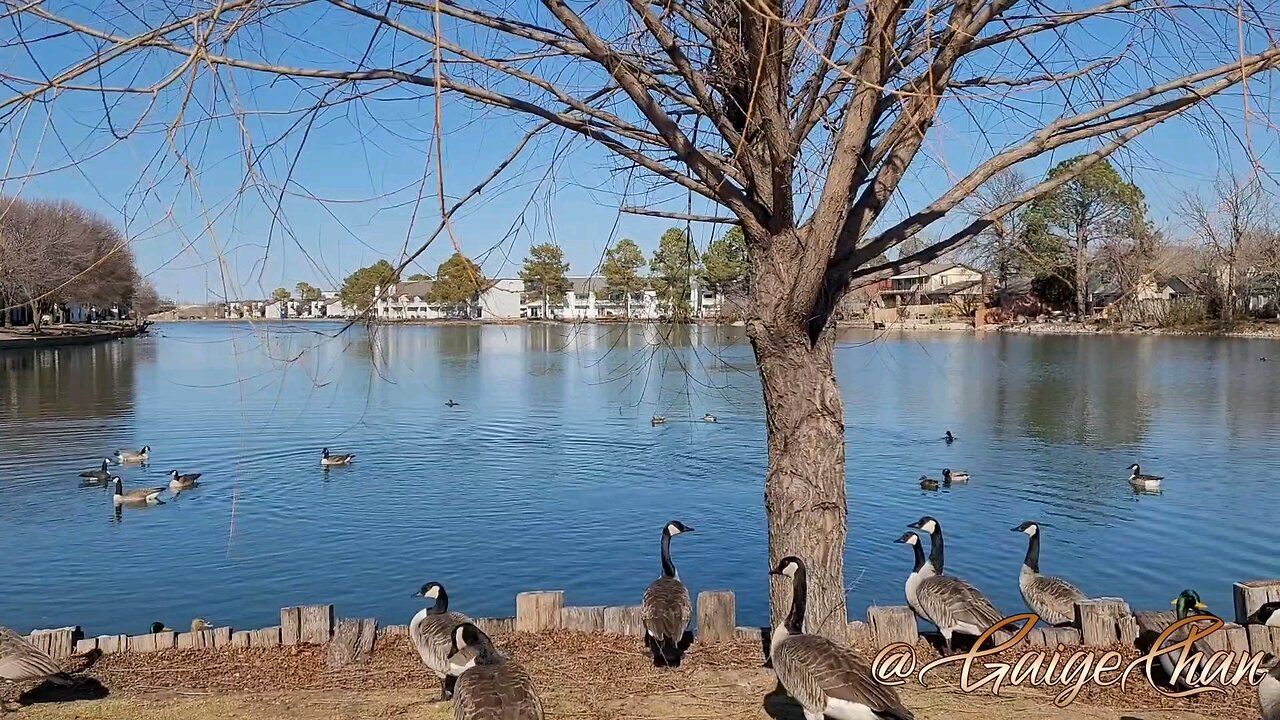 Ducks 🦆 and Geese 🪿 in Tulsa enjoying the 51 degree weather!