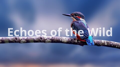 Echoes of the Wild | Relaxing Folk Song