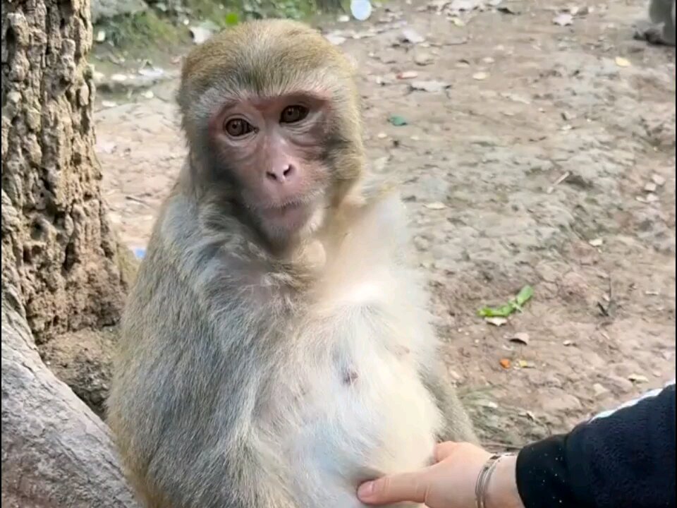 BORED MONKEYS
