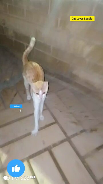 This lover Saudia arbia visit fan Tiktok Facebook post vairal #saudia #arbia #fun #catloversclu
