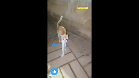 This lover Saudia arbia visit fan Tiktok Facebook post vairal #saudia #arbia #fun #catloversclu