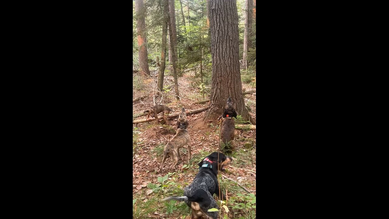 Bear hunting with hounds training season 2024