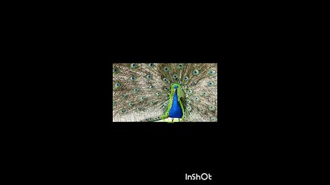 enjoy peacock 🦚🦚😀😀