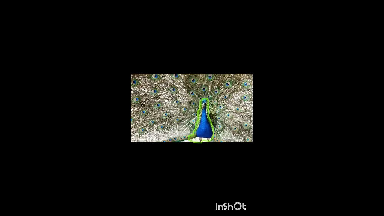 enjoy peacock 🦚🦚😀😀