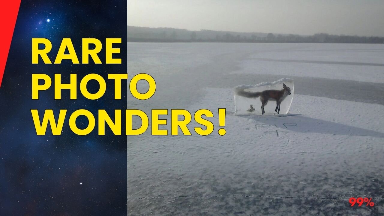 RARE PHOTOS! Frozen Fox, Deadly Plant, and an Iron Age Brain!