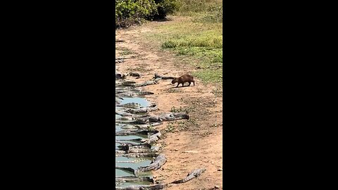 The power of capybara