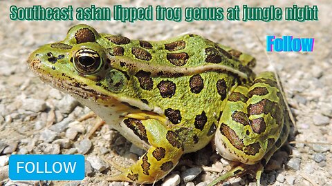 JUNGLE NIGHT Encounter with the Elusive Southeast Asian Lipped Frog!