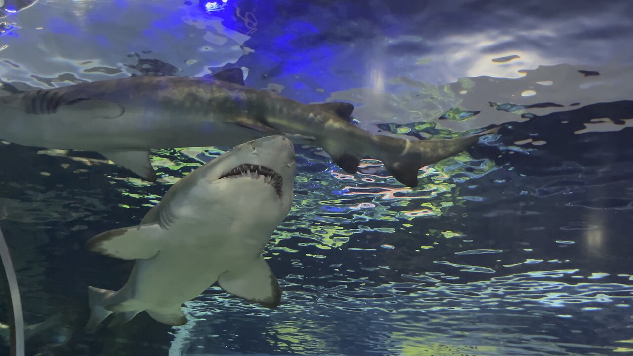 Two sharks and stingray.