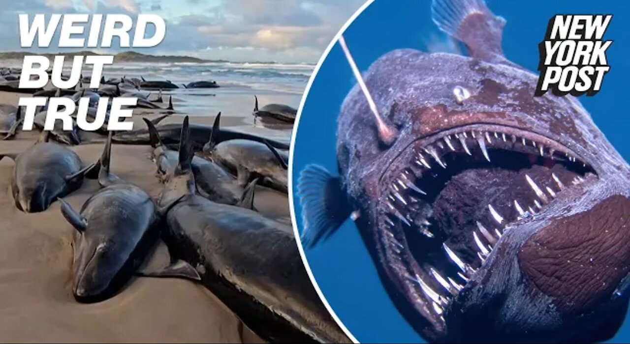 Mass whale deaths and more fishy signs of the Apocalypse | Weird But True
