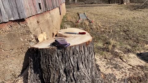 Barn Maple Down