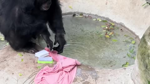 Chimpanzee washing clothes