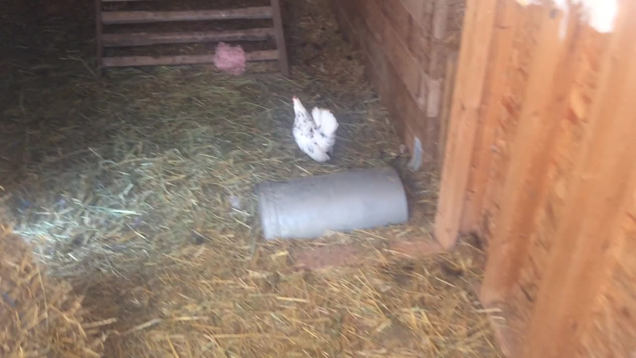 Bantam Hen in Distress
