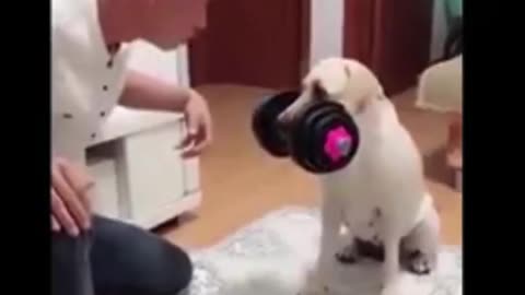 Funniest Animal Videos 😂 | Cute & Hilarious Pets Compilation!