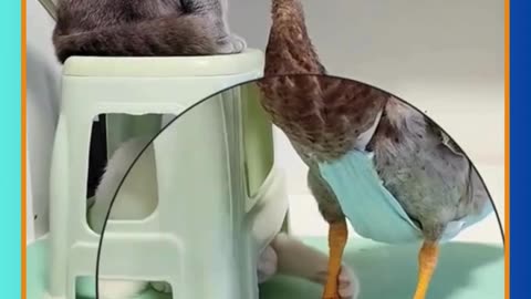 Funny moments of ducks and cats