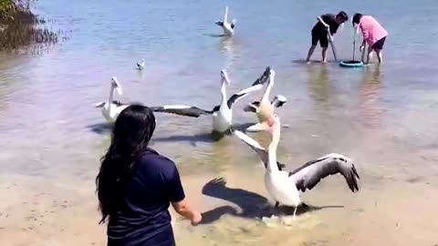Mud Crabbing in Queensland
