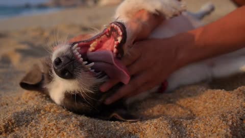 Funny Dogs And Funny Cats Videos/very Funny Video