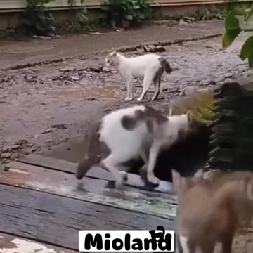 Which of your girlfriends or boyfriends do these look like?😂😂😂