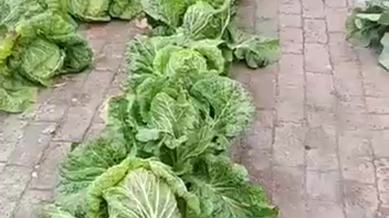 Using Bricks as mulch in the garden.