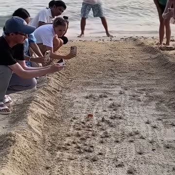 Baby turtle given a standing ovulation as they crawl into the ocean