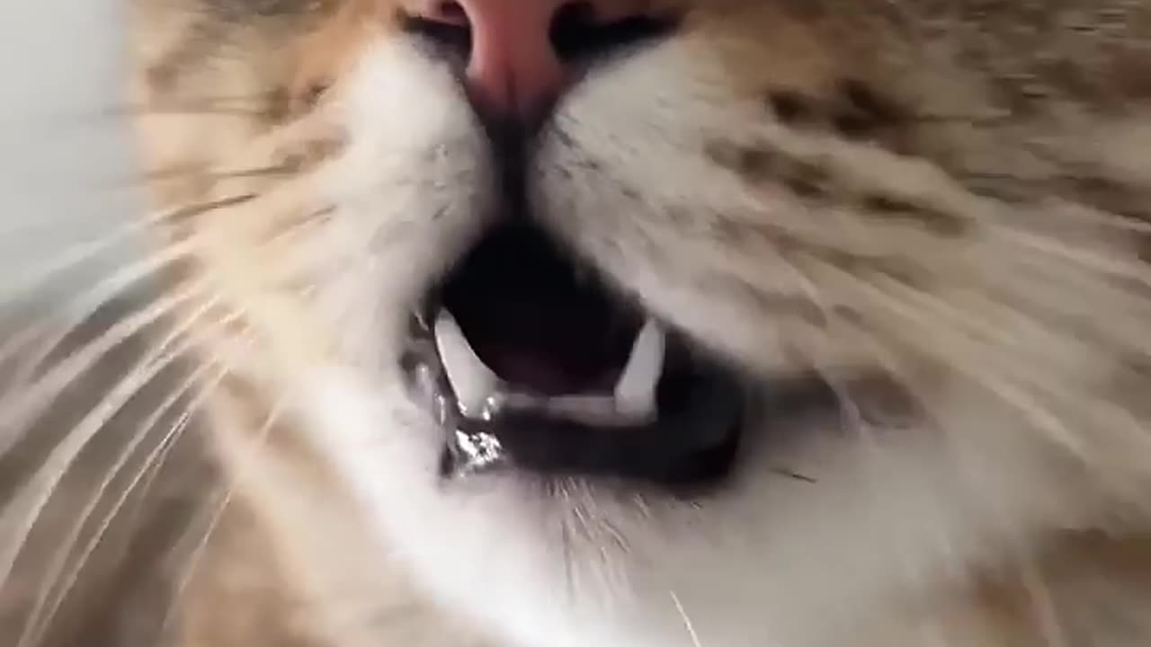 cute cat meowing