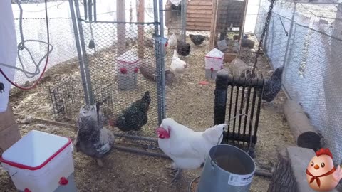 Chicken Live Stream