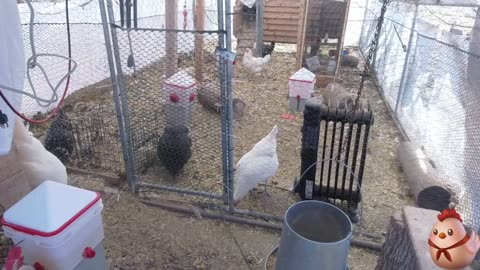 Chicken Live Stream