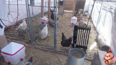 Chicken Live Stream