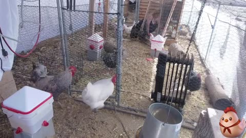 Chicken Live Stream