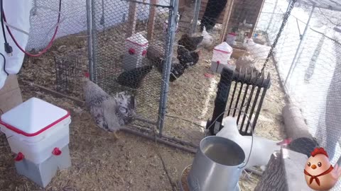 Chicken Live Stream